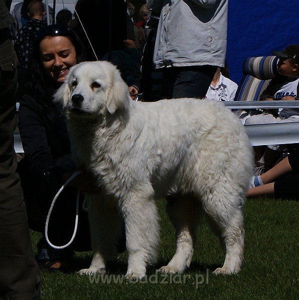 DSC03767.JPG - Owczarek Podhalański - KUMOTER KARAT Badziar - wystawa w Dobrym Mieście 1.05.2009, klasa szczeniąt, ocena wybitnie obiecująca