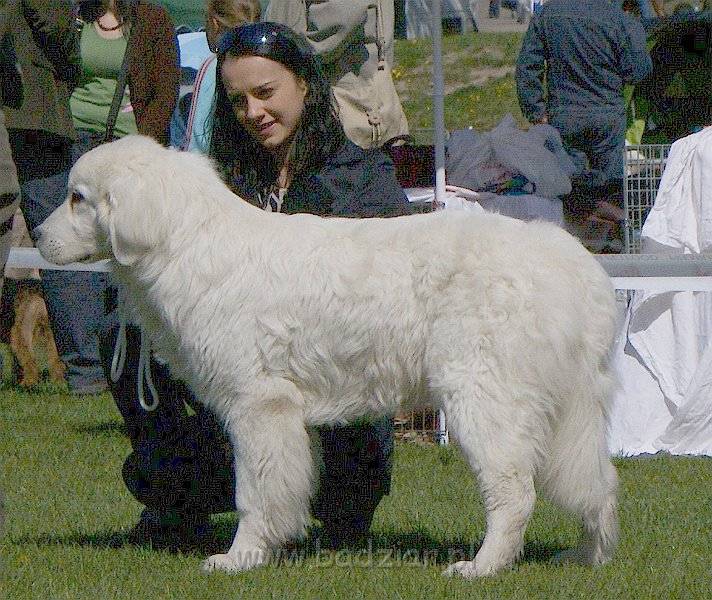 DSC03863.JPG - Owczarek Podhalański - KUMOTER KARAT Badziar - wystawa w Dobrym Mieście 1.05.2009, klasa szczeniąt, ocena wybitnie obiecująca