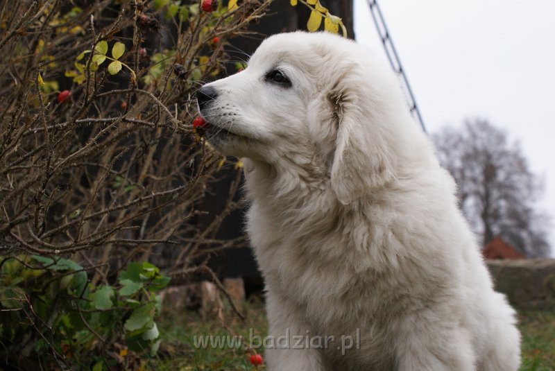 podhalan_00190.jpg - Owczarek Podhalański - KUMOTER KARAT Badziar