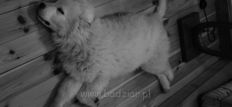 podhalan_00608.jpg - Owczarek Podhalański - KUMOTER KARAT Badziar