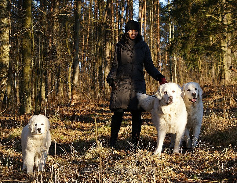 podhalan_01321.jpg - Owczarek Podhalański - od lewej: KUMOTER KARAT Badziar, BIELICA Ballada o Wędrowaniu i RITA Biały Podhalan.