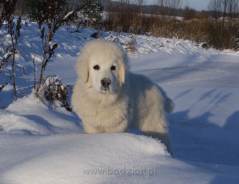 podhalan_02042.jpg - Owczarek Podhalański - KUMOTER KARAT Badziar (4.5 miesiąca)