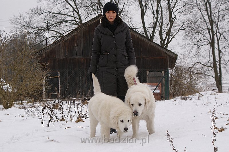 podhalan_02090.jpg - Owczarek Podhalański - po lewej - KUMOTER KARAT Badziar (4.5 miesiąca) i RITA Biały Podhalan