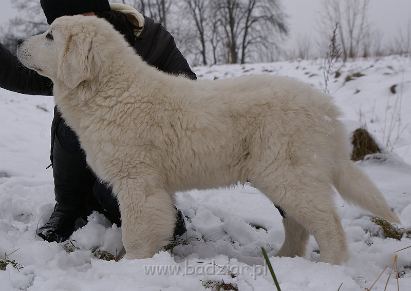 podhalan_02122.jpg - Owczarek Podhalański - KUMOTER KARAT Badziar (4.5 miesiąca)