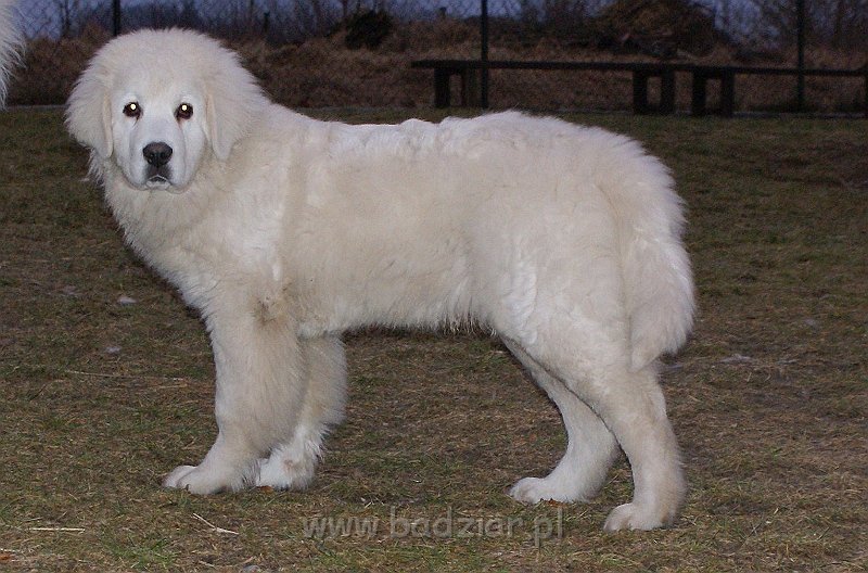 podhalan_02568.jpg - Owczarek Podhalański - KUMOTER KARAT Badziar (5 miesięcy)