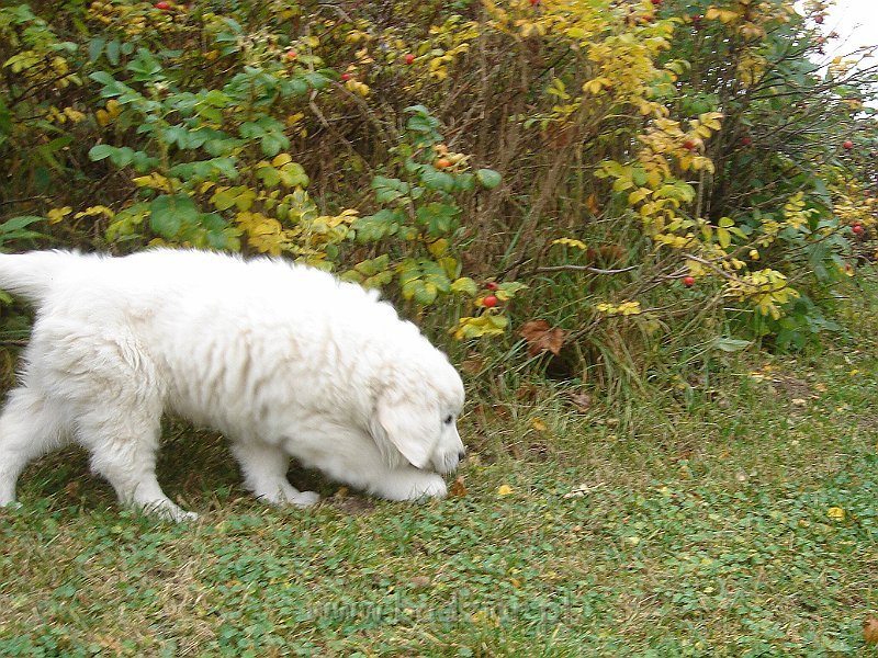 podhalan_02619.jpg - Owczarek Podhalański - KUMOTER KARAT Badziar