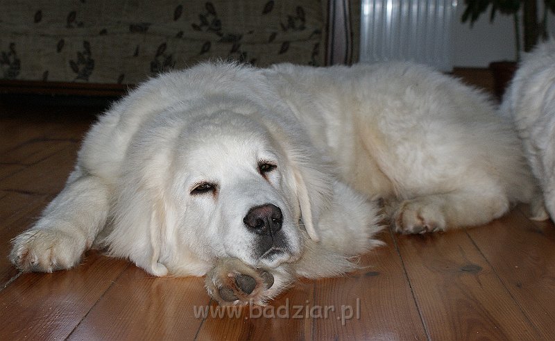 podhalan_02676.jpg - Owczarek Podhalański - KUMOTER KARAT Badziar (6 miesięcy)