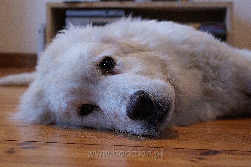podhalan_02692.jpg - Owczarek Podhalański - KUMOTER KARAT Badziar (6 miesięcy)