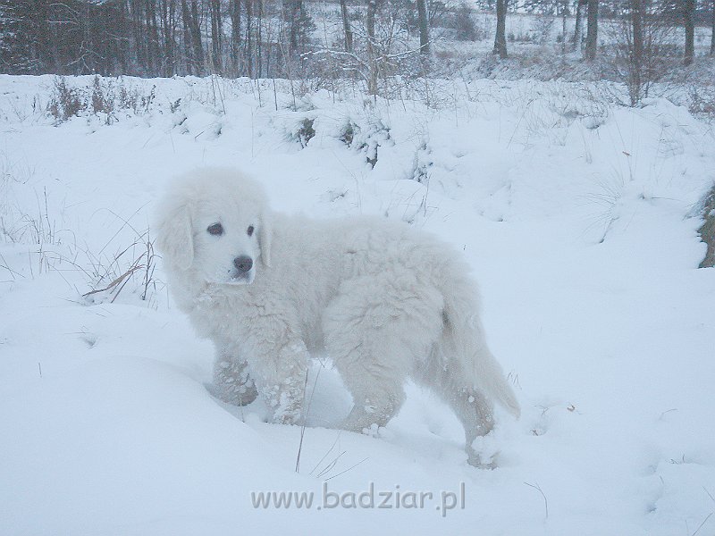 podhalan_02914.jpg - Owczarek Podhalański - KUMOTER KARAT Badziar