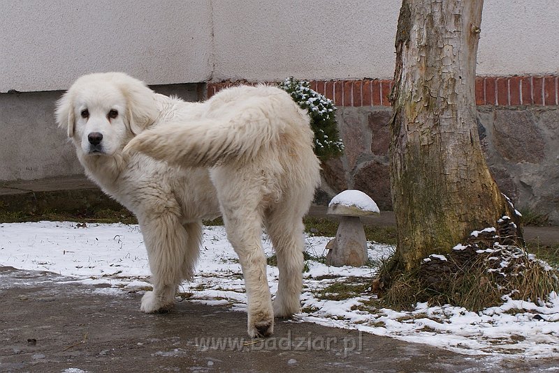 podhalan_03209.jpg - Owczarek Podhalański - KUMOTER KARAT Badziar (6 miesięcy)