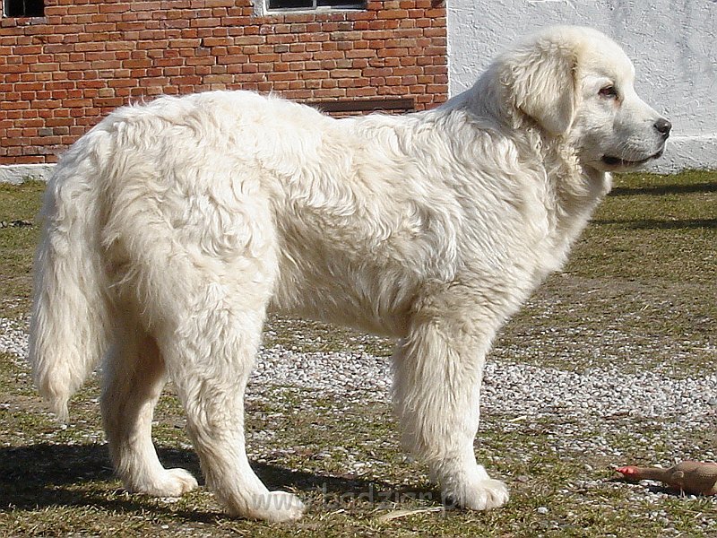 podhalan_03296.jpg - Owczarek Podhalański - KUMOTER KARAT Badziar (7 miesięcy)