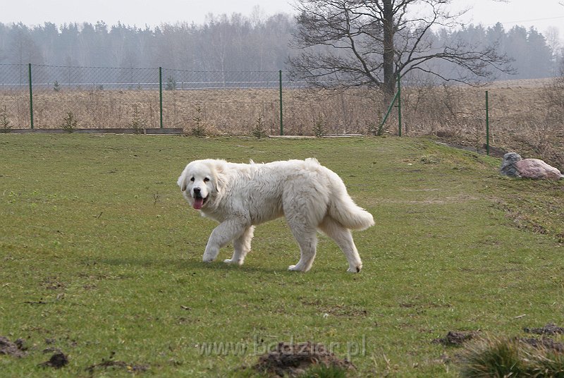 podhalan_03518.jpg - Owczarek Podhalański - KUMOTER KARAT Badziar (7 miesięcy)