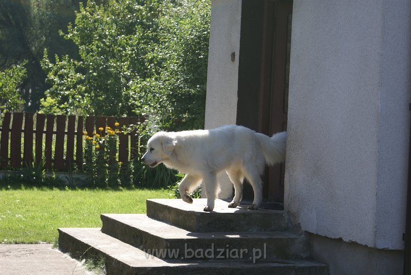 podhalan_06622.jpg - Owczarek Podhalański - KUMOTER KARAT Badziar (11 miesięcy)