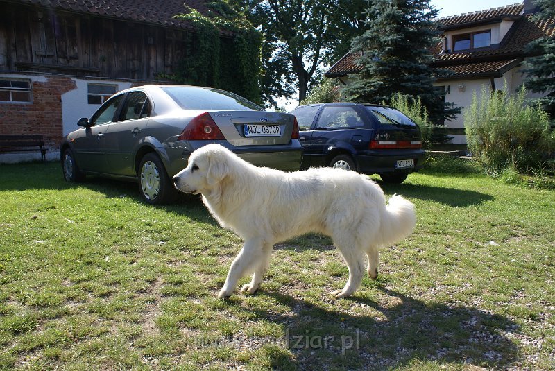 podhalan_06628.jpg - Owczarek Podhalański - KUMOTER KARAT Badziar (11 miesięcy)