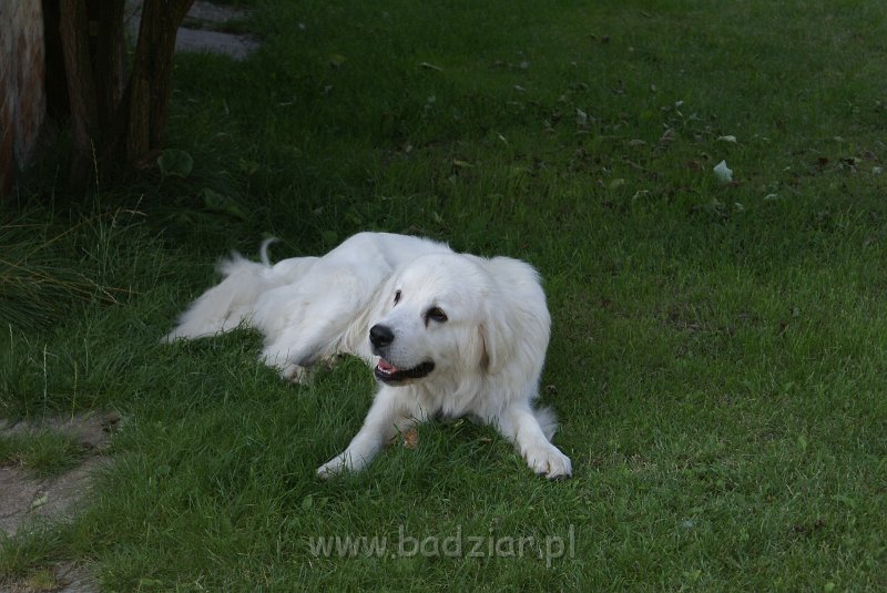 podhalan_06666.jpg - Owczarek Podhalański - KUMOTER KARAT Badziar (11 miesięcy)