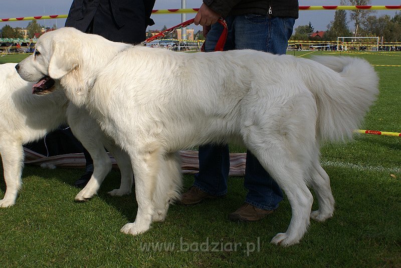 podhalan_07776.jpg - Owczarek Podhalański - KUMOTER KARAT Badziar (13 miesięcy)