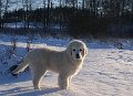 podhalan_01984