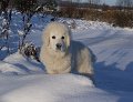 podhalan_02042