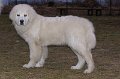 podhalan_02568