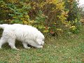 podhalan_02619