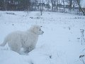podhalan_02908