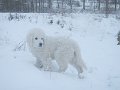 podhalan_02914
