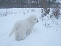podhalan_02917