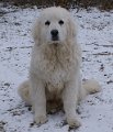podhalan_03186