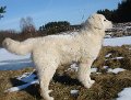 podhalan_03199