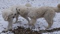 podhalan_03219