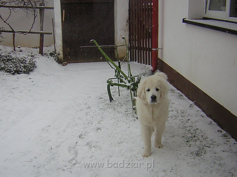 DSCN6674.JPG - Owczarek Podhalański - KUMPEL KONO Badziar (5.5 miesiąca)