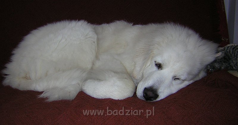 DSCN6707.JPG - Owczarek Podhalański - KUMPEL KONO Badziar (5.5 miesiąca)