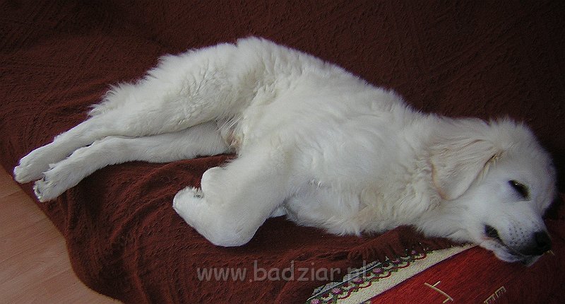 DSCN6710.JPG - Owczarek Podhalański - KUMPEL KONO Badziar (5.5 miesiąca)