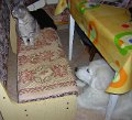 DSCN6794