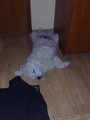 podhalan_20081113291