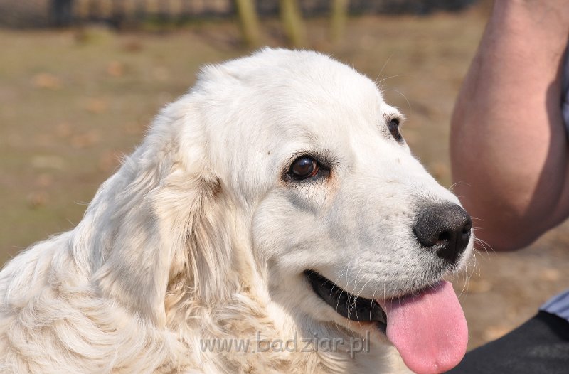 owczarek-podhalanski-4015.jpg - Owczarek Podhalański - LASZKA LUNA Badziar (6,5 miesiąca)
