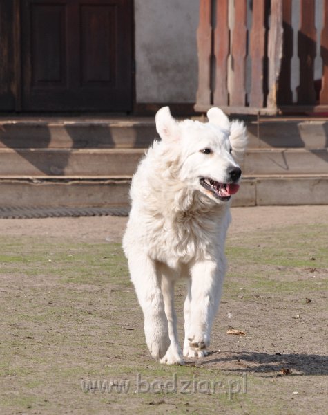 owczarek-podhalanski-4019.jpg - Owczarek Podhalański - LASZKA LUNA Badziar (6,5 miesiąca)