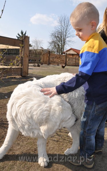 owczarek-podhalanski-4022.jpg - Owczarek Podhalański - LASZKA LUNA Badziar (6,5 miesiąca)