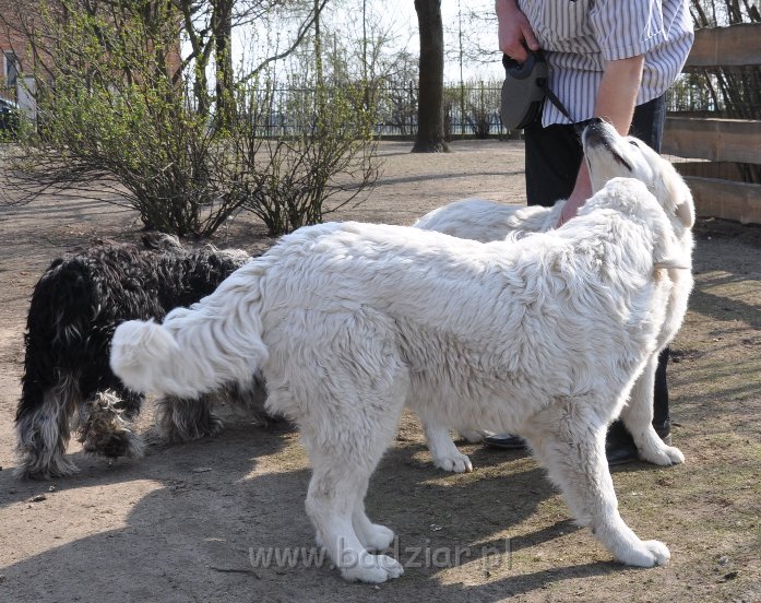 owczarek-podhalanski-4025.jpg - Owczarek Podhalański - LASZKA LUNA Badziar (6,5 miesiąca), z tyłu LEJDI LAMIA Badziar