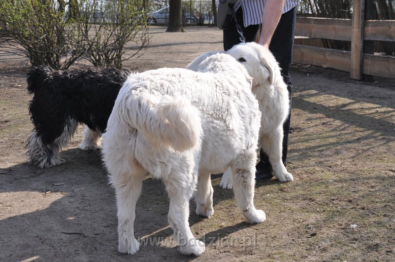 owczarek-podhalanski-4026.jpg - Owczarek Podhalański - LASZKA LUNA Badziar (6,5 miesiąca), z tyłu LEJDI LAMIA Badziar