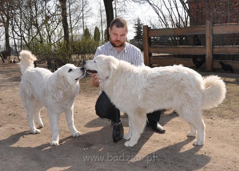 owczarek-podhalanski-4031.jpg - Owczarek Podhalański - od lewej: LASZKA LUNA Badziar (6,5 miesiąca), LEJDI LAMIA Badziar