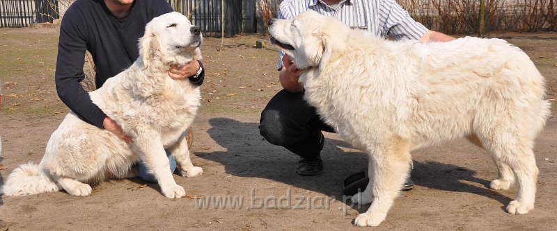 owczarek-podhalanski-4041.jpg - Owczarek Podhalański - od lewej: LASZKA LUNA Badziar (6,5 miesiąca), LEJDI LAMIA Badziar