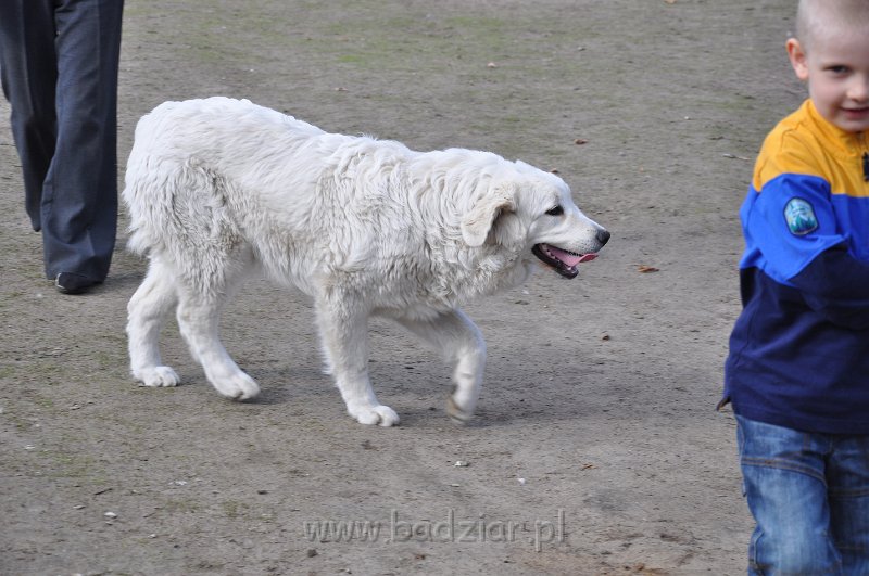 owczarek-podhalanski-4044.jpg - Owczarek Podhalański - LASZKA LUNA Badziar (6,5 miesiąca)
