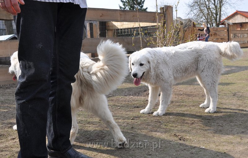 owczarek-podhalanski-4051.jpg - Owczarek Podhalański - od lewej: LEJDI LAMIA Badziar, LASZKA LUNA Badziar (6,5 miesiąca)