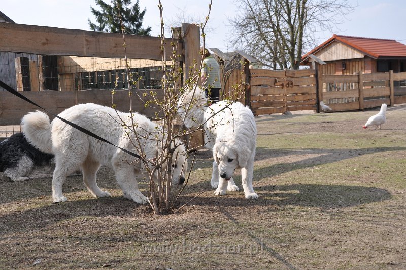 owczarek-podhalanski-4052.jpg - Owczarek Podhalański - od lewej: LEJDI LAMIA Badziar, LASZKA LUNA Badziar (6,5 miesiąca)