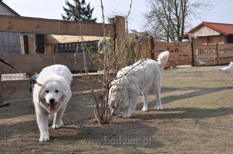 owczarek-podhalanski-4053.jpg - Owczarek Podhalański - od lewej: LEJDI LAMIA Badziar, LASZKA LUNA Badziar (6,5 miesiąca)