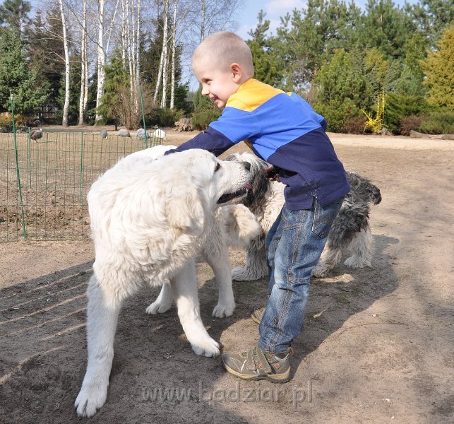 owczarek-podhalanski-4060.jpg - Owczarek Podhalański - LASZKA LUNA Badziar (6,5 miesiąca)