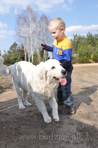 owczarek-podhalanski-4061.jpg - Owczarek Podhalański - LASZKA LUNA Badziar (6,5 miesiąca)