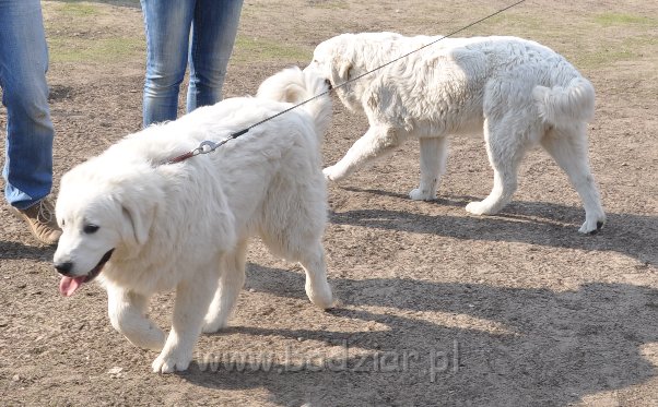 owczarek-podhalanski-4062.jpg - Owczarek Podhalański - od lewej: LEJDI LAMIA Badziar, LASZKA LUNA Badziar (6,5 miesiąca)