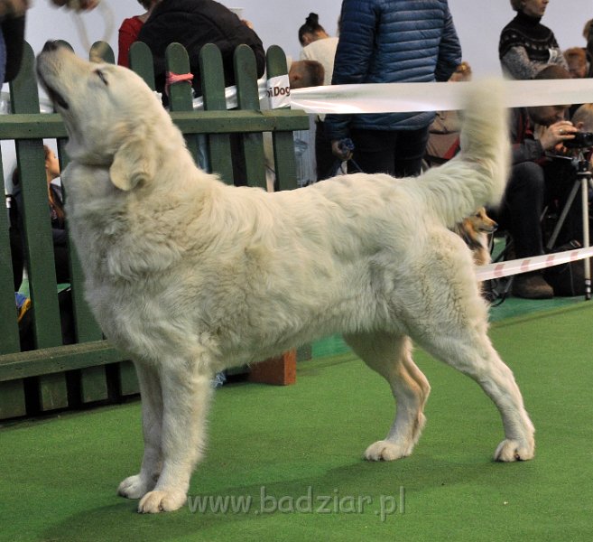 owczarek-podhalanski-8360.jpg - Owczarek Podhalański - LASZKA LUNA Badziar (14,5 miesiąca)